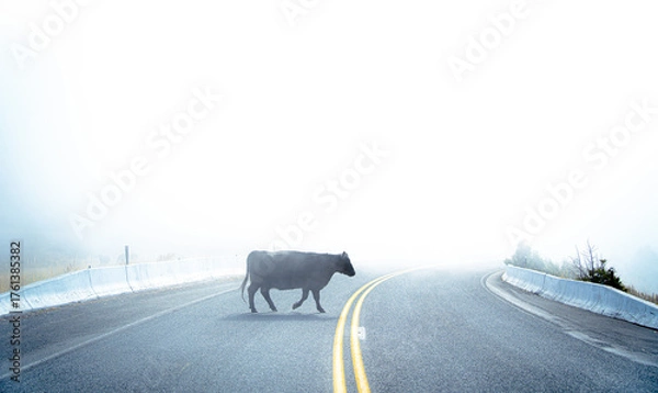 Obraz Cow crossing the road on a foggy day