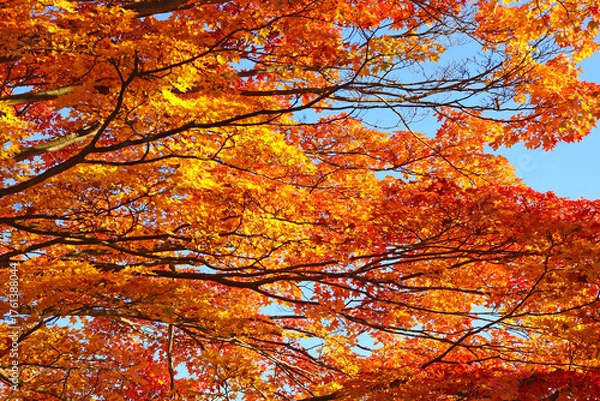 Obraz 秋のミルフィーユ