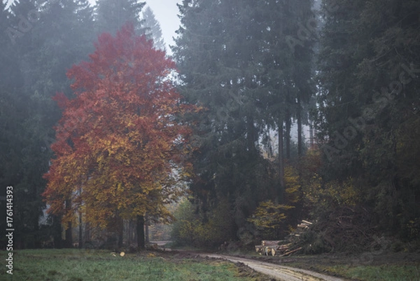 Fototapeta Colorful autumn tree by a forest road on a foggy morning