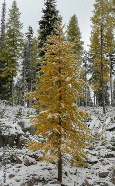 Obraz When fall meets winter: early snowfall at Anthony Lakes, Oregon
