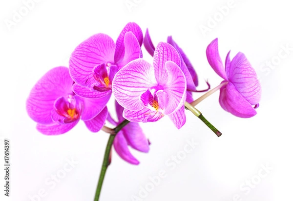 Obraz Orchid flower