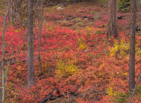 Obraz red autumn leaves