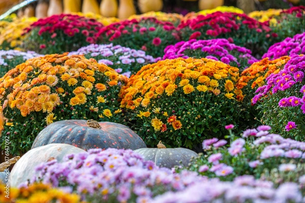 Fototapeta A large black pumpkin on a background of yellow, red and purple flowers - chrysanthemums. Colorful autumn in Moscow city, Russia.