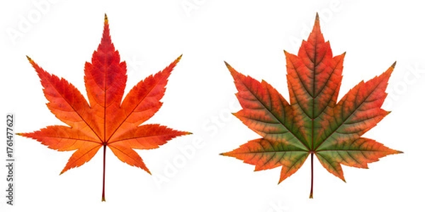Obraz Two autumn maple leaves isolated on transparent background