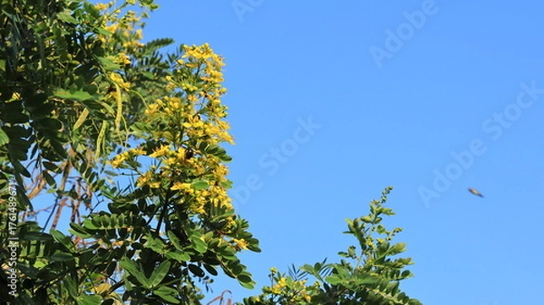 Obraz The tall johar tree or Black wood cassia (Siamese senna) is bearing yellow flowers.