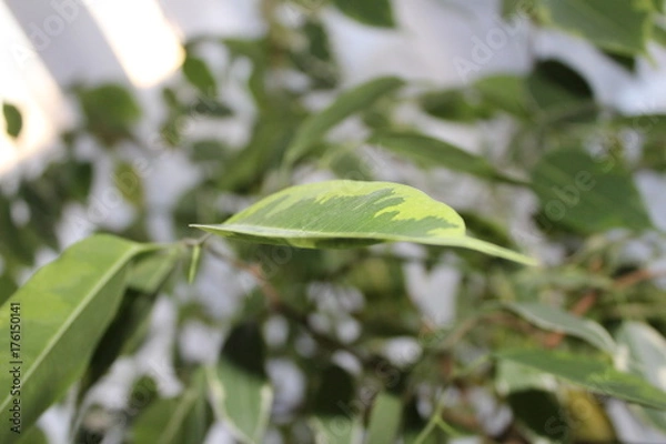Obraz Grünes Blatt im Vordergrund