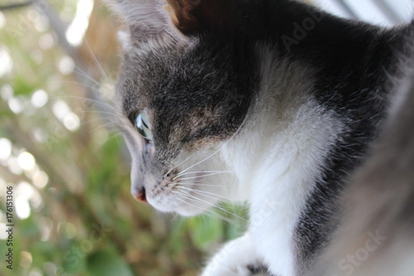 Fototapeta Katze von der Seite