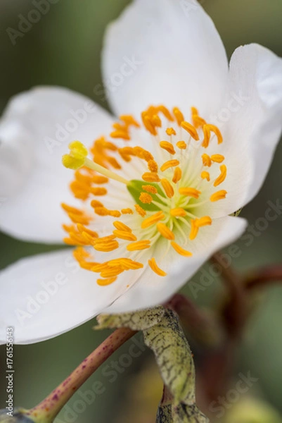 Obraz Macro of a delicate white Chilean Anemone flower, showcasing its vibrant yellow-orange stamens and central green pistil with an overall feeling of purity and fragility.
