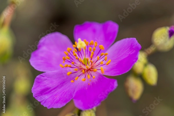 Obraz Detailed macro of the magenta Pata de Guanaco flower with several closed, yellow-green buds visible in the blurred foreground and background, emphasizing abundance and new life.