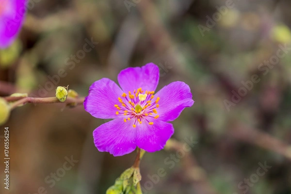 Obraz The five-petaled magenta Pata de Guanaco flower captured from a slightly further distance, showing its slender stem and blending with the muted, natural background of the coastal desert floor.