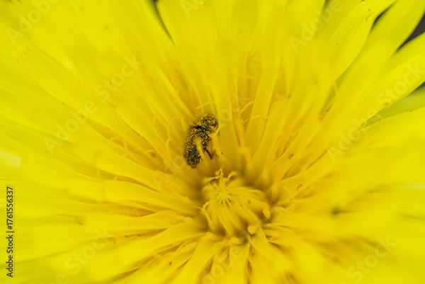 Obraz Extreme macro photography of a small brown beetle, heavily covered in pollen, resting deep inside a bright yellow desert wildflower, illustrating the concept of pollination.