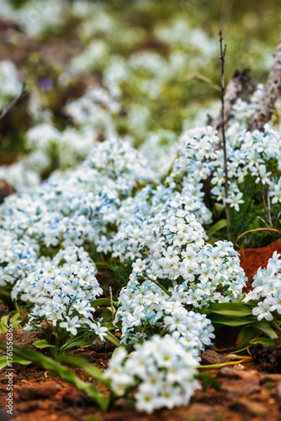 Obraz Close up of a dense carpet of tiny white desert flowers with blue and yellow centers, growing low to the reddish-brown desert ground, conveying purity and resilience.