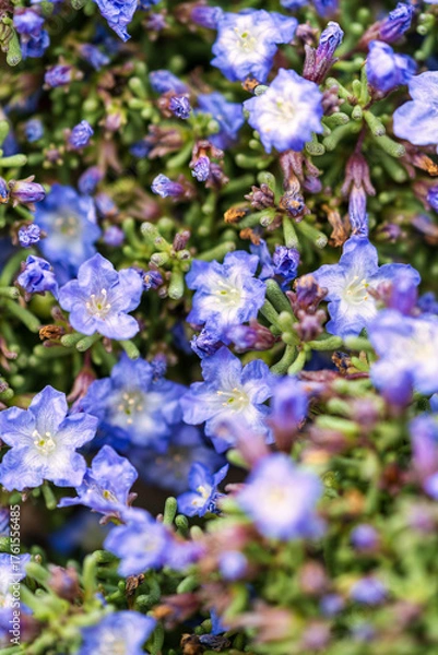 Obraz Full-frame macro showing a blanket of blue desert wildflowers and buds nestled among thick, cylindrical green stems, highlighting the unique structure and abundance of the flora.