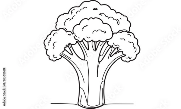 Fototapeta Simple line drawing of a fresh head of broccoli against a white background
