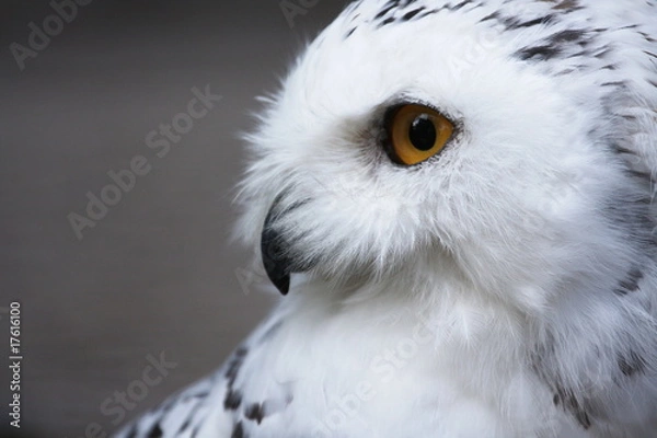 Fototapeta Schnee-Eule