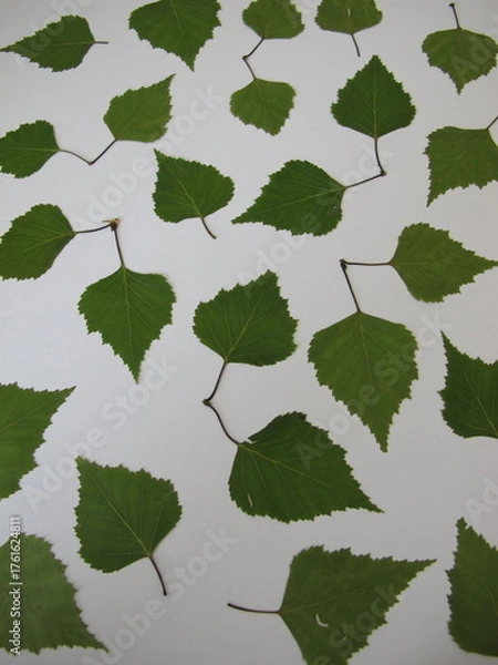 Obraz Pressed birch leaves on a white background