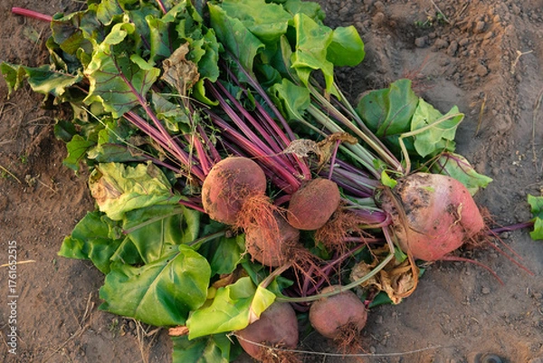 Fototapeta A few dug-out organic beets are lying on the ground, selective focus, top view. Agriculture, gardening and harvesting concept
