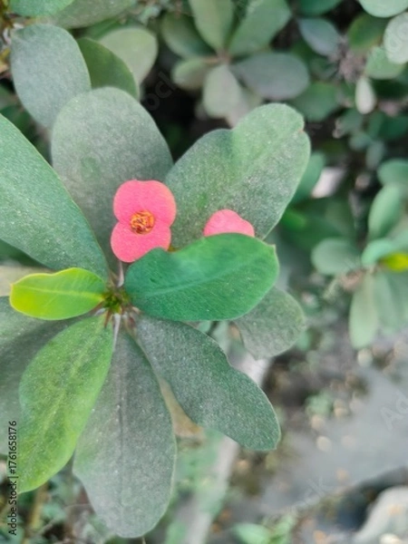 Obraz pink and white flowers