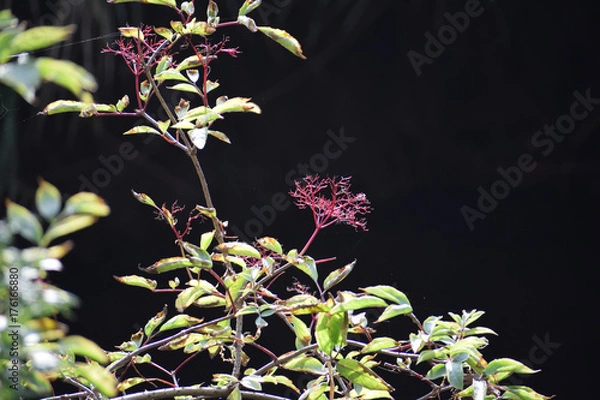 Fototapeta purple flower