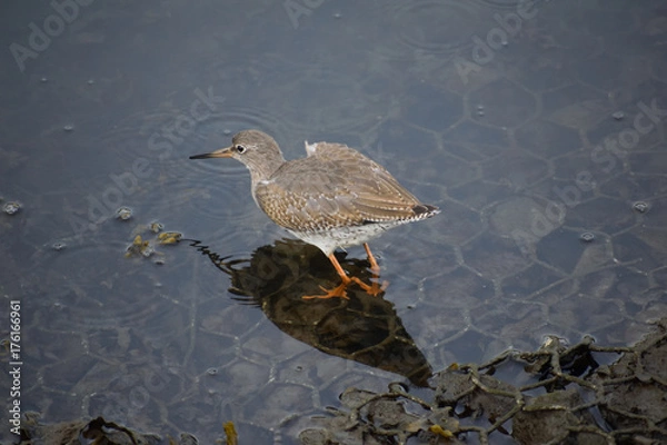 Obraz wading bird
