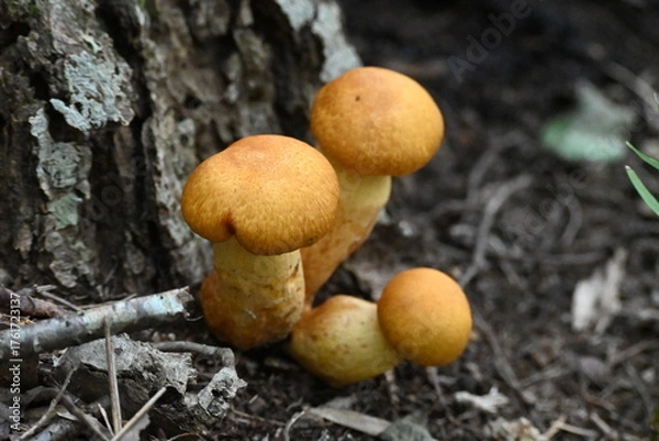 Obraz 有毒キノコ、オオワライタケ