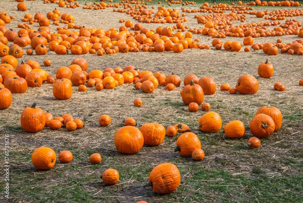 Obraz Pumpkin patch