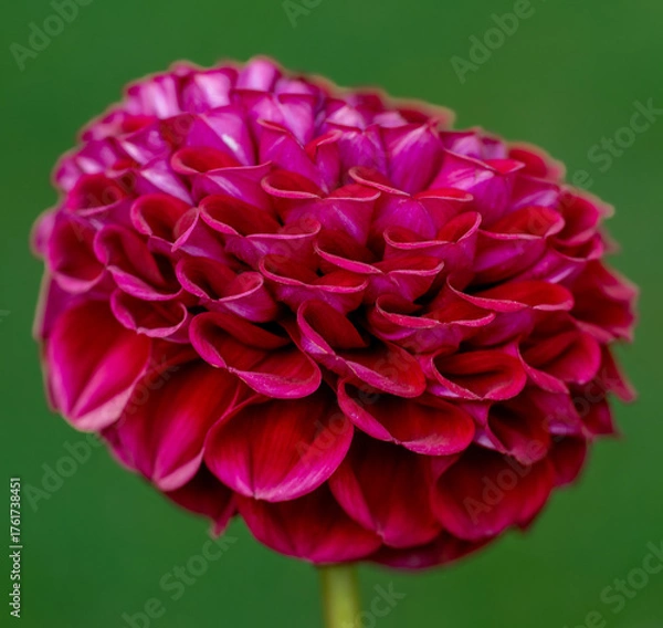 Obraz Ivanetti dahlia flower close up.