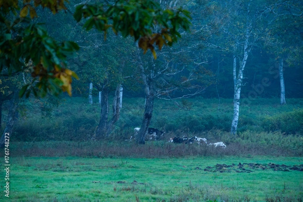Fototapeta 夜明けの放牧