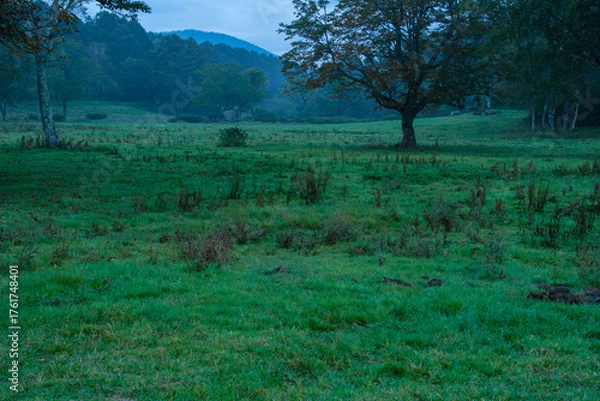 Fototapeta 夜明けの草原
