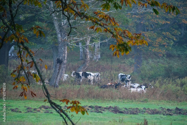 Fototapeta 紅葉と牛
