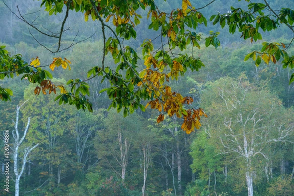 Fototapeta 白樺と紅葉