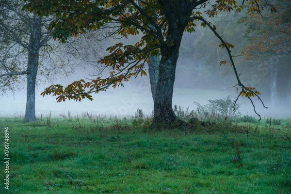 Fototapeta 草原の朝霧