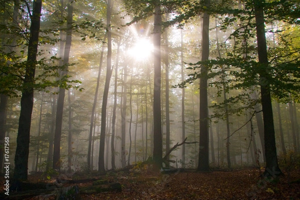 Obraz Götterdämmerung im Herbstwald