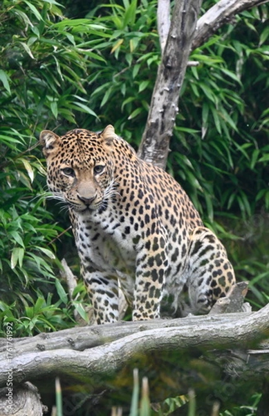 Fototapeta The Java Leopard