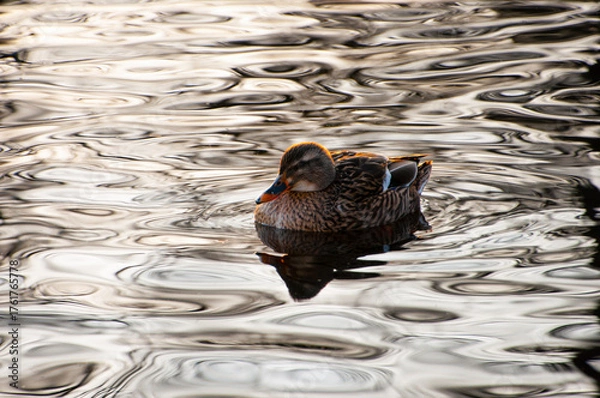 Obraz Wild brown duck in a pond