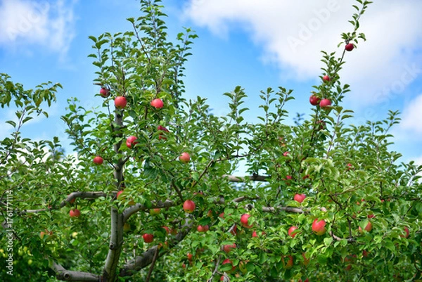 Obraz 赤く染まる信州リンゴ