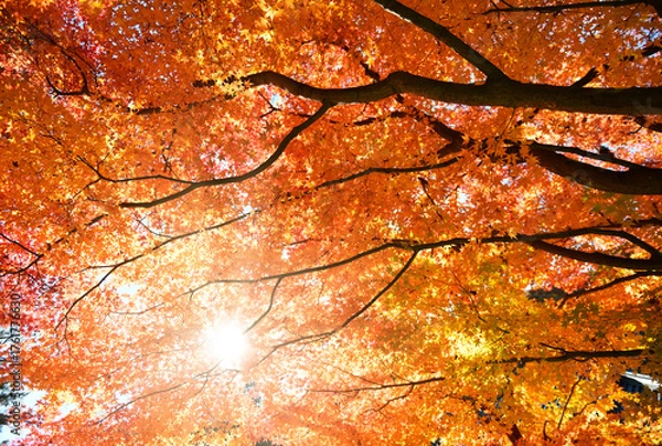 Obraz 赤く染まる楓と木漏れ日