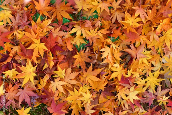 Obraz 秋の紅葉落ち葉