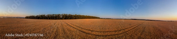 Fototapeta Golden ripe wheat field panorama with clear blue sky in summer