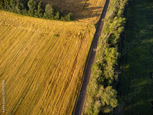 Fototapeta Sunny wheat crops field natural patterns in aerial farmland look down view