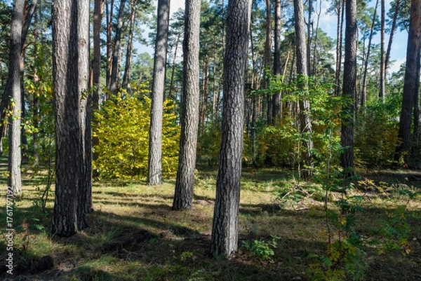 Fototapeta Sunlight filtering through a pine forest with vibrant autumn foliage