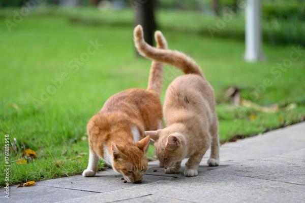Fototapeta Two cats are eating something on the ground.
