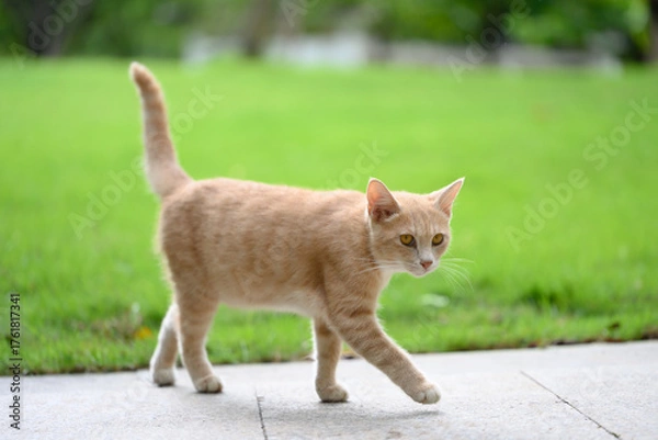 Fototapeta The cat is taking a stroll in the park.