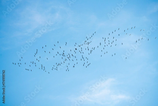 Fototapeta Schwarmflug der Graugänse