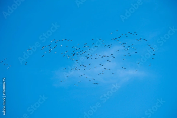 Fototapeta Schwarmflug der Graugänse