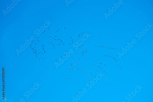 Fototapeta Schwarmflug der Graugänse