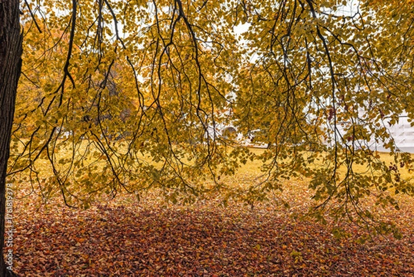 Obraz autumn leaves in the park