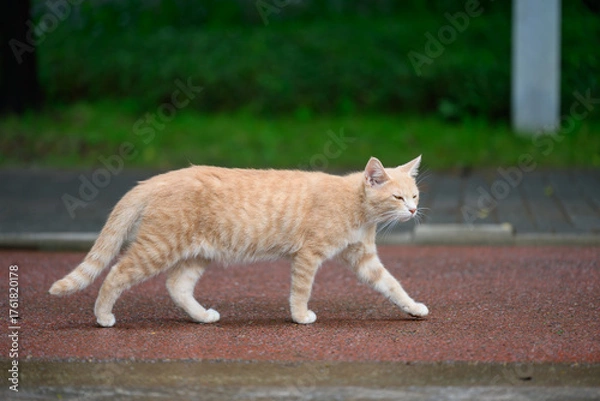 Fototapeta The cat is taking a stroll in the park.