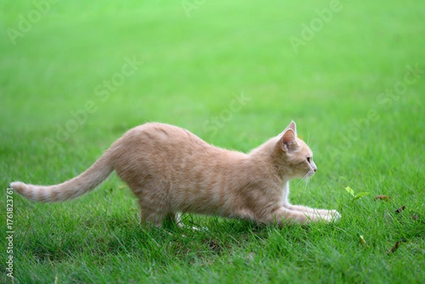 Fototapeta The cat stretches lazily on the grass.