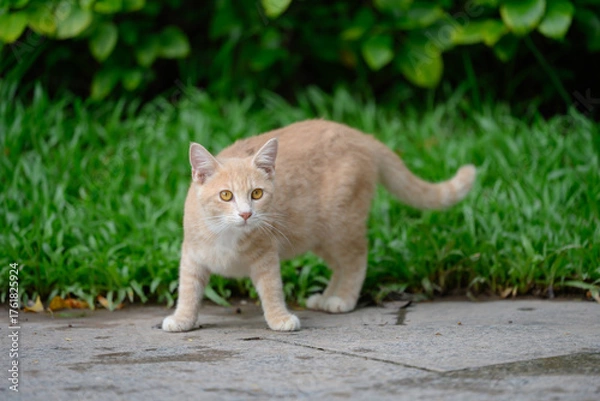Fototapeta The cat is taking a stroll in the park.